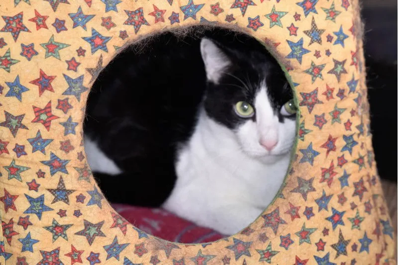 An adult medium-sized female Black & White / Tuxedo Domestic Short Hair cat named Sox for adoption in Shreveport, LA