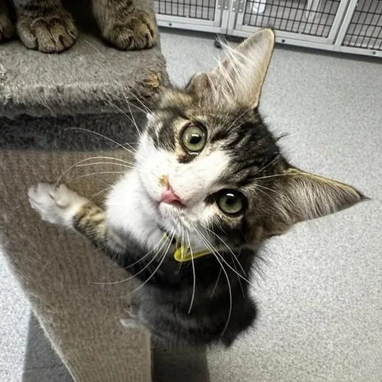 A baby medium-sized male Tabby (Brown / Chocolate) Tabby cat named George Super Affectionate for adoption in Hoquiam, WA