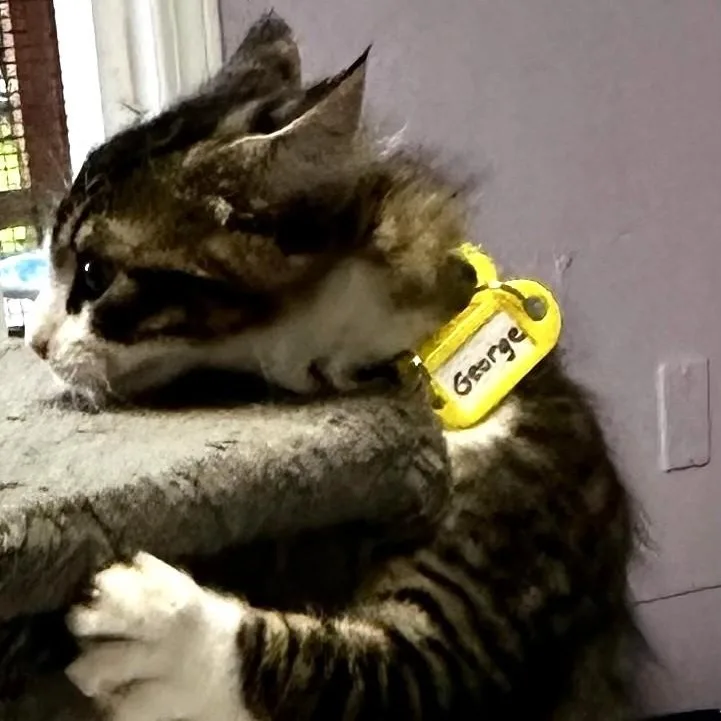 George  Super Affectionate thumbnail 2