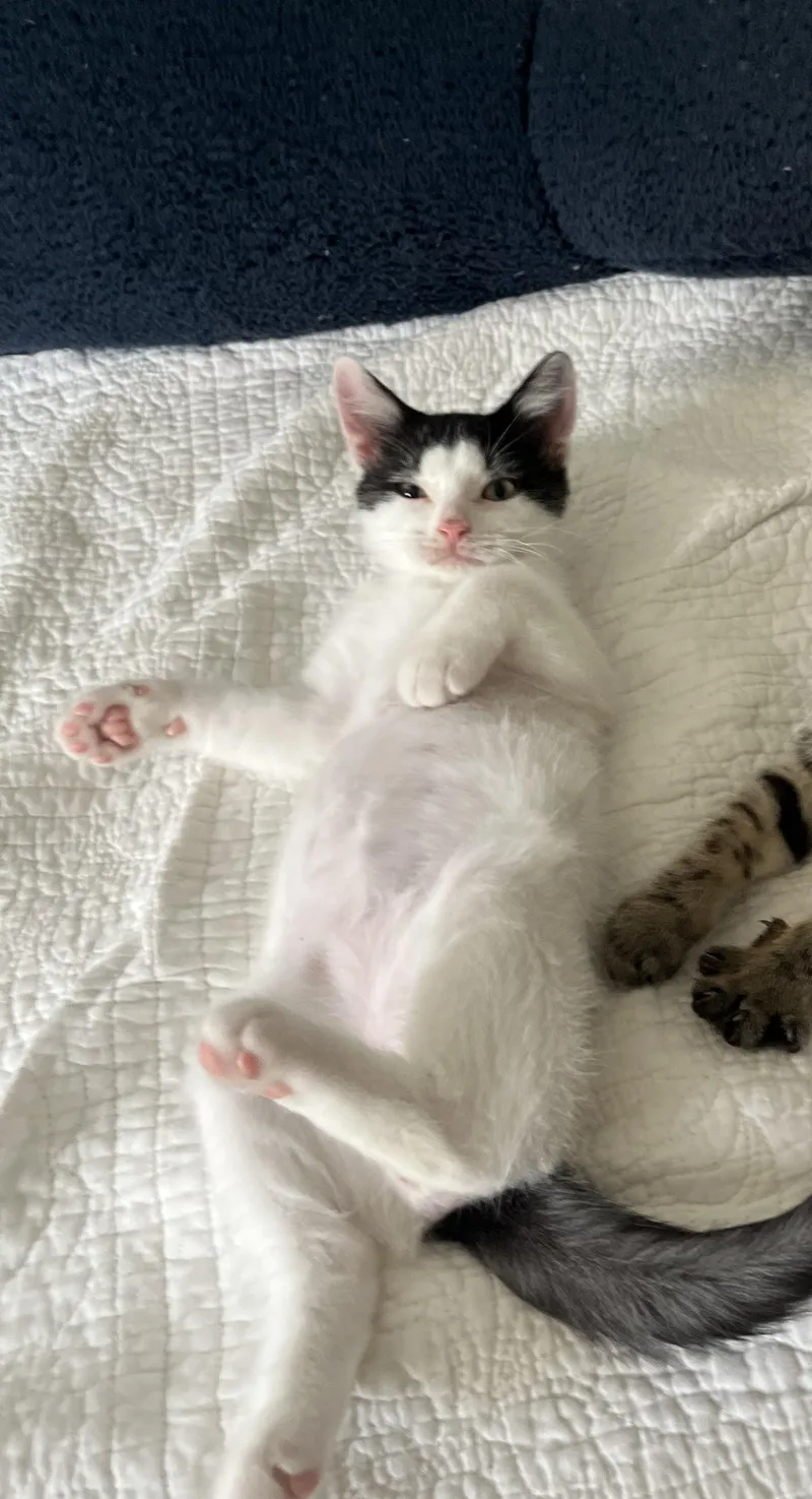 A baby small-sized male Black Domestic Short Hair cat named Cosmo Kramer for adoption in Richmond, VA