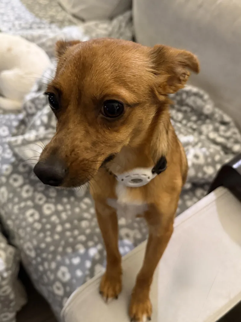 An adult small-sized male Chihuahua dog named Carlos for adoption in Waxhaw, NC