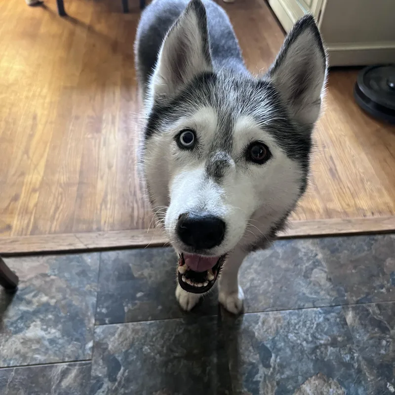 A senior medium-sized female Siberian Husky dog named Bella for adoption in Waterford, MI