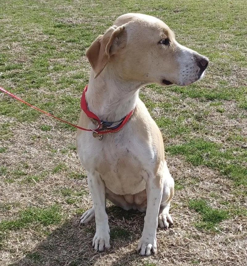 Bagle Beagle thumbnail 2