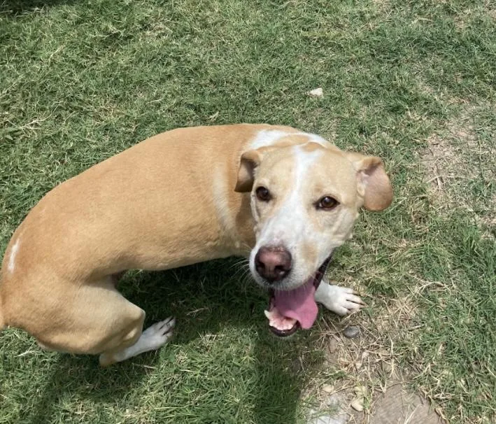 Bagle Beagle thumbnail 3