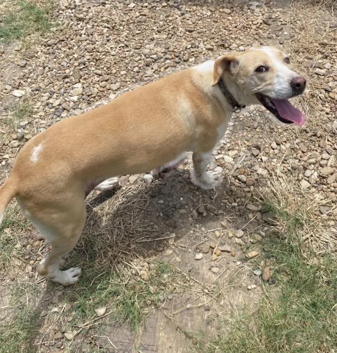 Bagle Beagle thumbnail 4