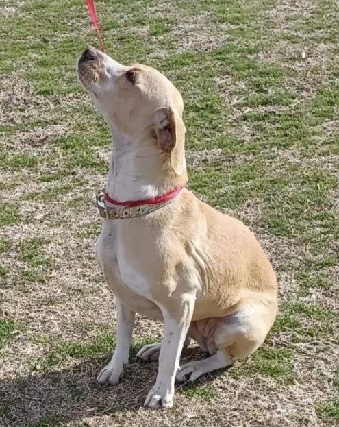 Bagle Beagle thumbnail 5