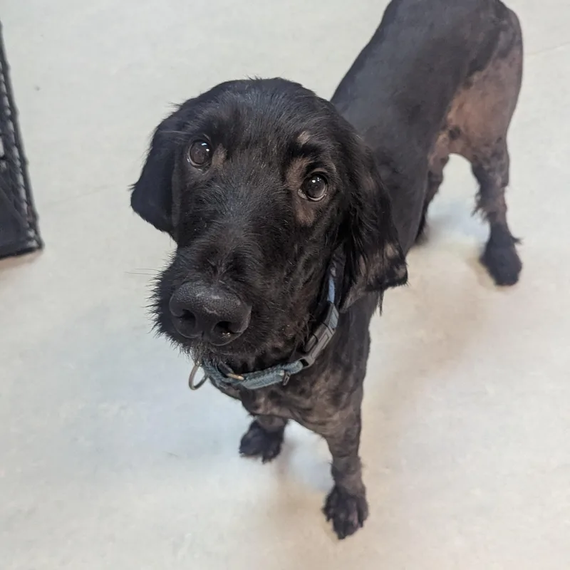An adult medium-sized male Black Goldendoodle dog named Harley for adoption in Fenton, MI