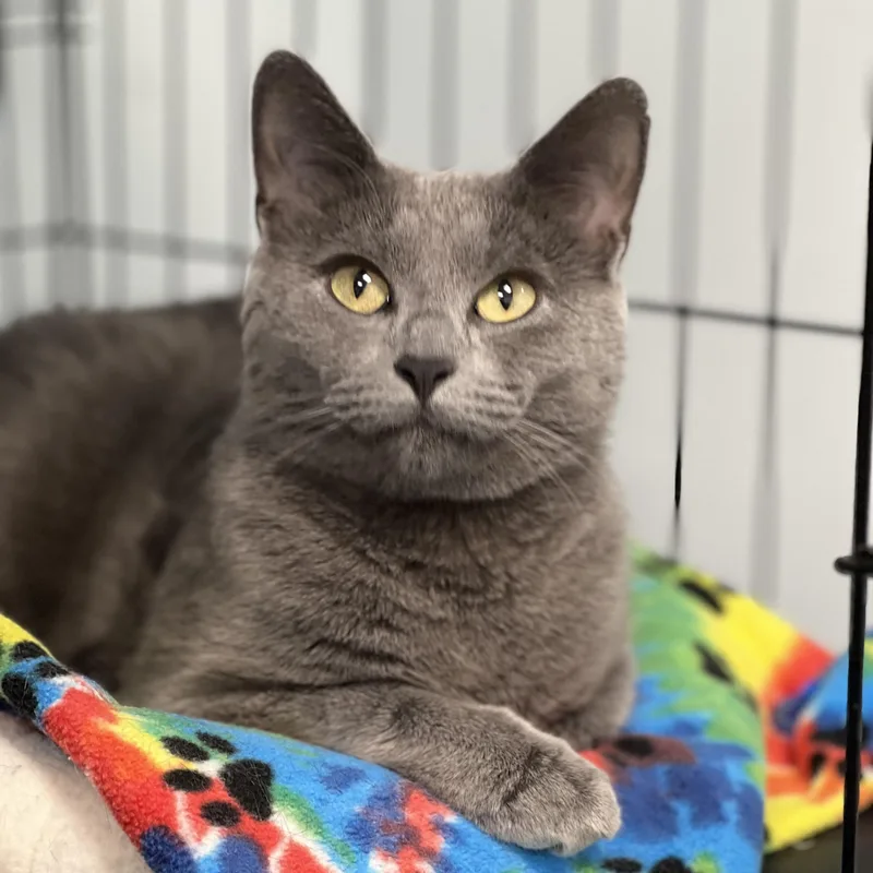 A baby medium-sized female Gray / Blue / Silver Domestic Short Hair cat named Bunny  Chow Hound for adoption in Grand Rapids, MI