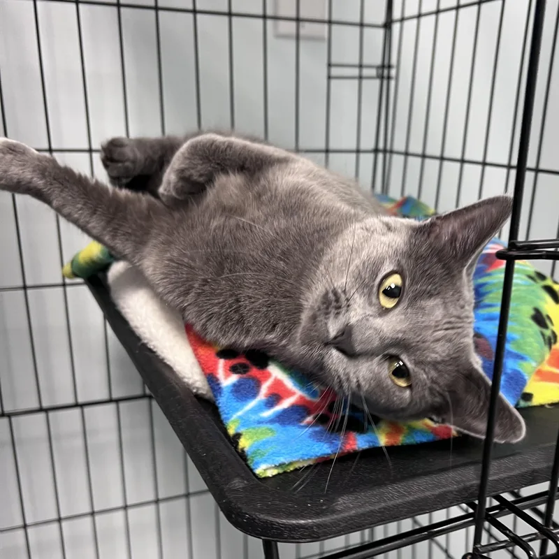 Bunny  Chow Hound thumbnail 2