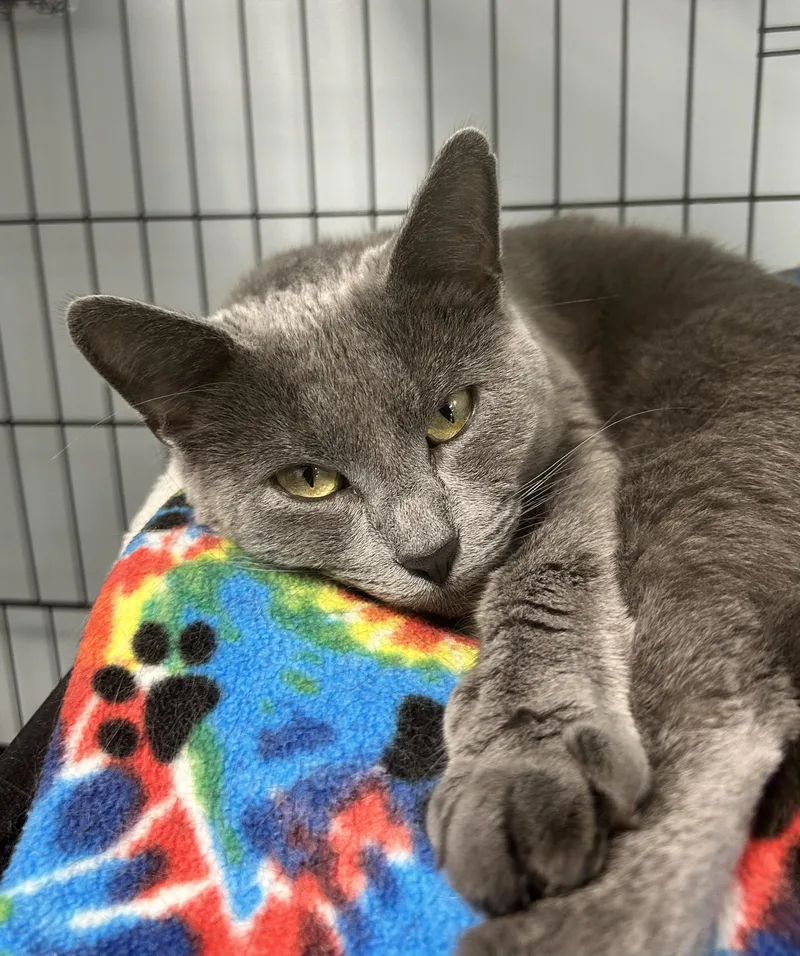 Bunny  Chow Hound thumbnail 3