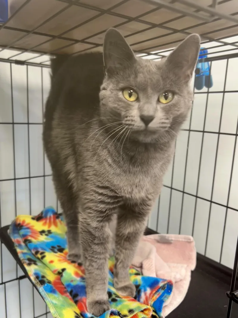 Bunny  Chow Hound thumbnail 4