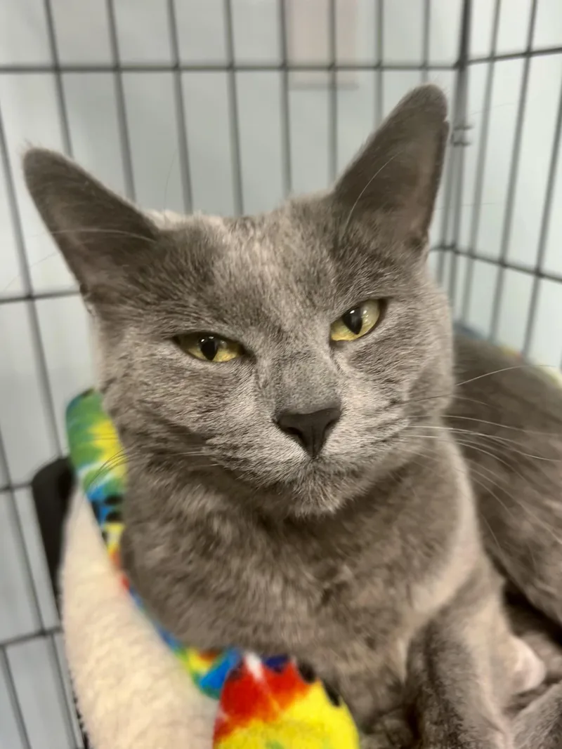 Bunny  Chow Hound thumbnail 5