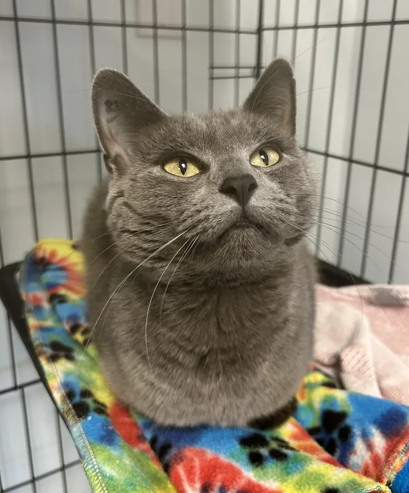 Bunny  Chow Hound thumbnail 6