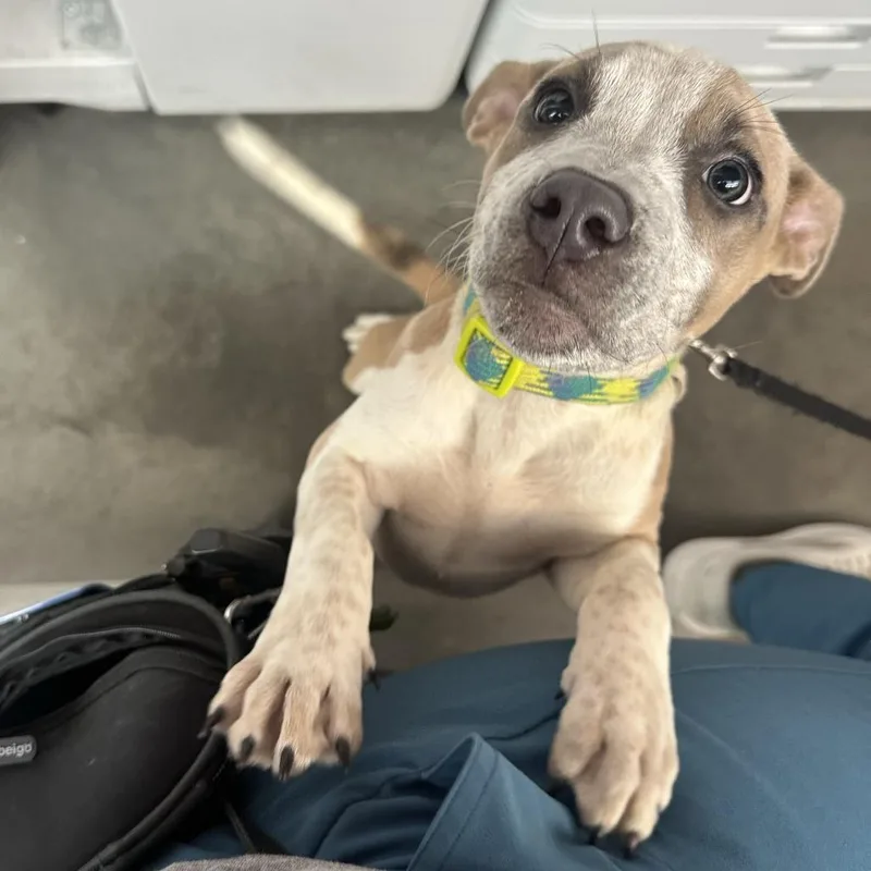 A baby small-sized female Yellow / Tan / Blond / Fawn Mixed Breed dog named Scrunchie for adoption in Pittsburgh, PA