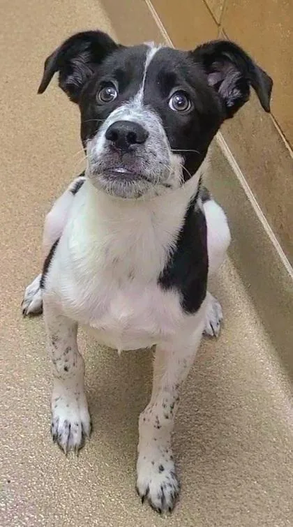 A young medium-sized male Cattle Dog dog named Mozzie for adoption in Phoenix, AZ