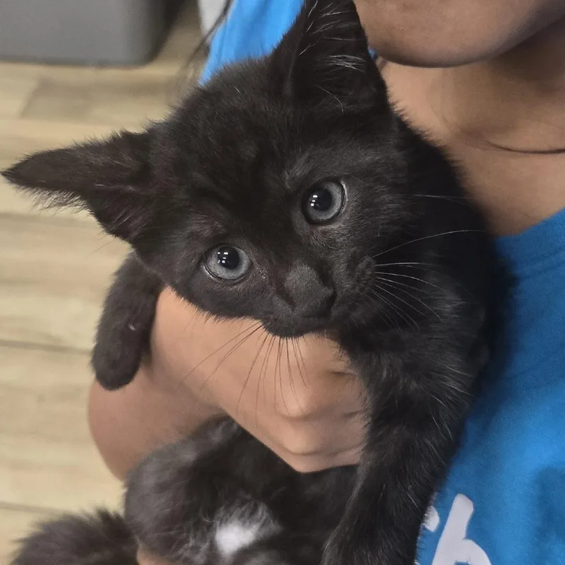 A baby small-sized female Black Domestic Short Hair cat named AHNJStray for adoption in Newark, NJ