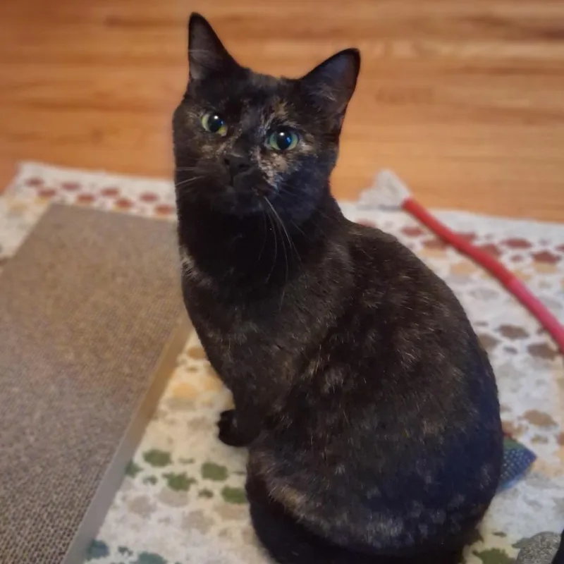An adult medium-sized female Tortoiseshell Domestic Short Hair cat named Wildflower for adoption in Inver Grove Heights, MN