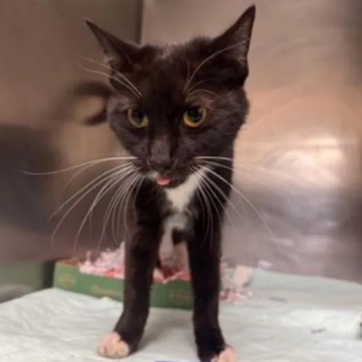 An adult large-sized female Black Domestic Short Hair cat named Diamond for adoption in New Fairfield, CT