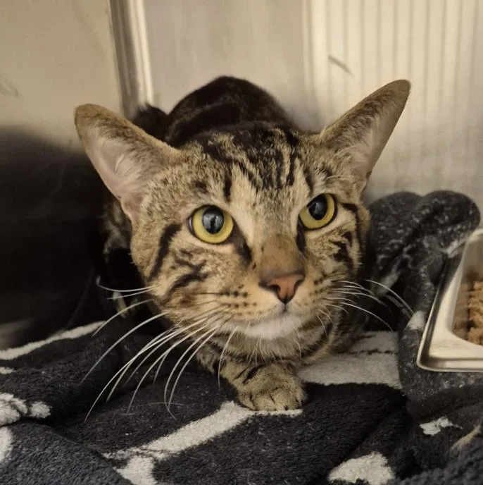 A young medium-sized male Domestic Short Hair cat named Milo for adoption in Hagerstown, MD