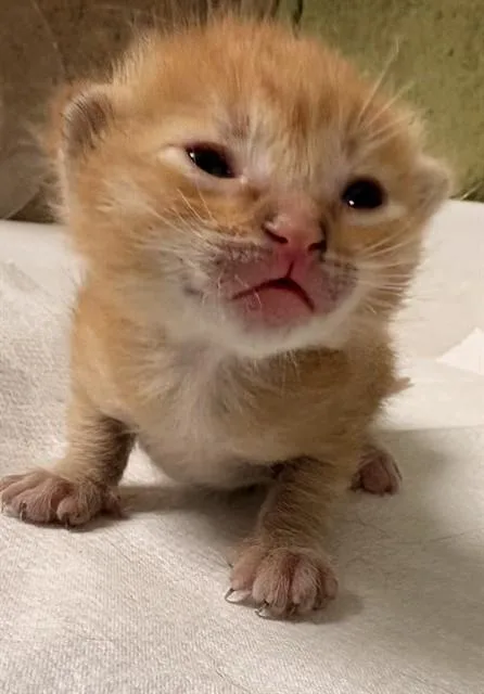 A baby small-sized male Domestic Short Hair cat named Butterscotch for adoption in Riverside, CA