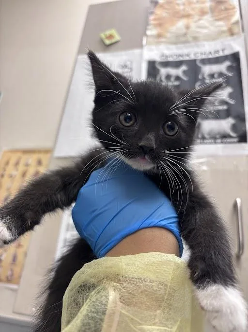 A baby small-sized male Domestic Short Hair cat named Reid for adoption in Las Vegas, NV