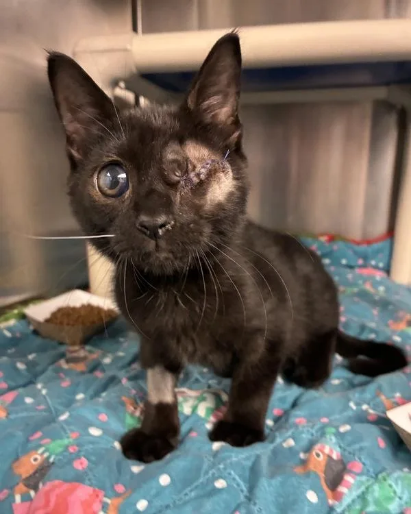 Bagheera