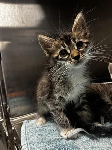 A baby small-sized female Domestic Short Hair cat named London for adoption in San Martin, CA