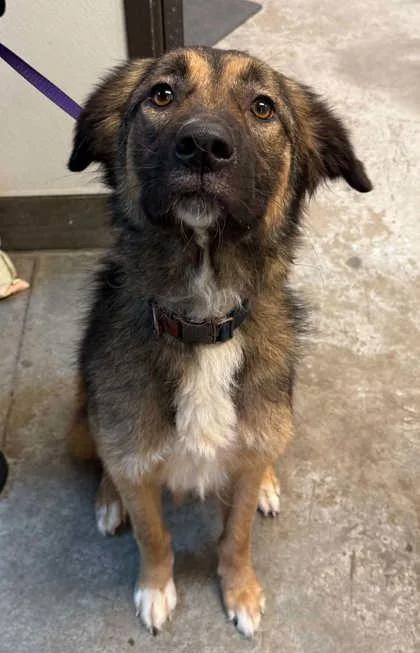An adult medium-sized female Anatolian Shepherd dog named Kaia for adoption in Bowling Green, KY