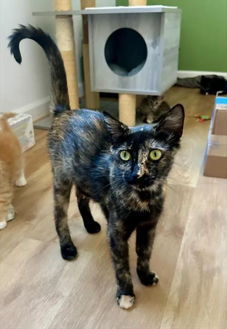A young large-sized female Domestic Short Hair cat named Madame Minou for adoption in Santa Cruz, CA