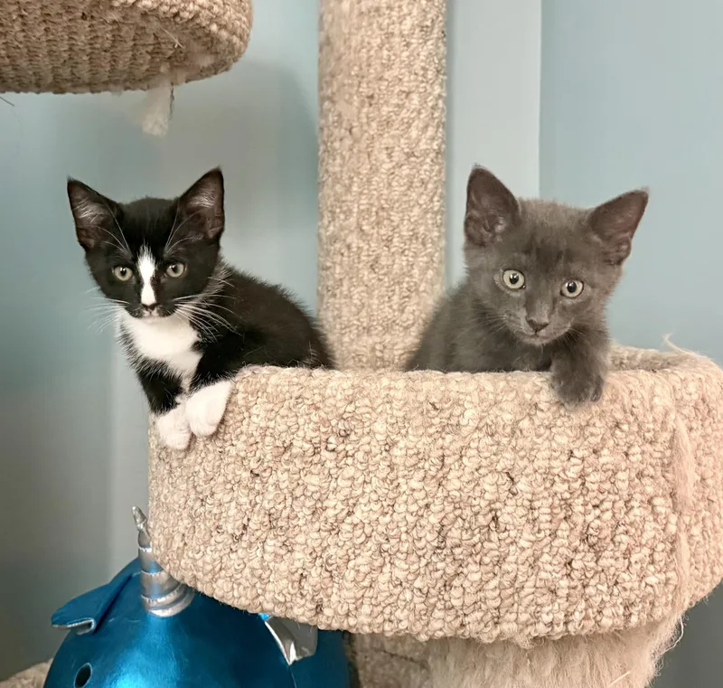 A baby medium-sized female Domestic Short Hair cat named Devon And Desire for adoption in Fairfax, VA