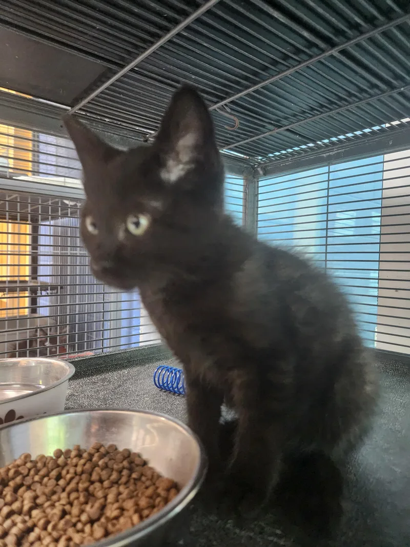 A baby medium-sized male Black Domestic Short Hair cat named Black Ranger for adoption in Charleston, SC