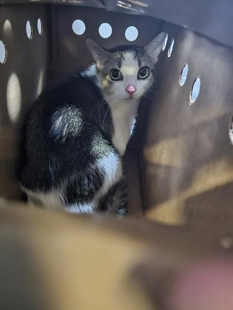 An adult small-sized female Domestic Short Hair cat named Ssaengttejwi for adoption in Dallas, TX