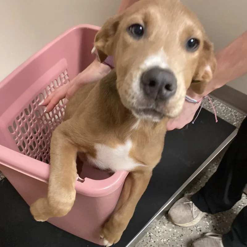 A baby medium-sized male Mixed Breed dog named Mt. Dew for adoption in Norfolk, NE