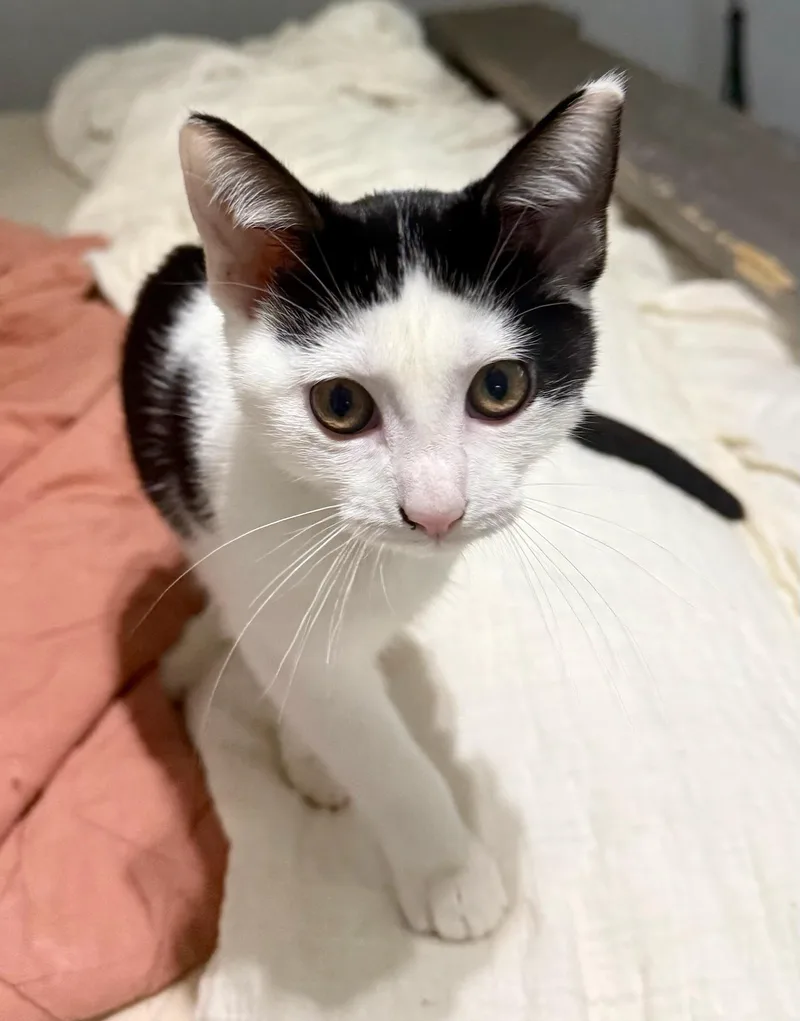 Miso