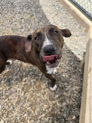 An adult medium-sized male Mixed Breed dog named Grady for adoption in Atlanta, GA
