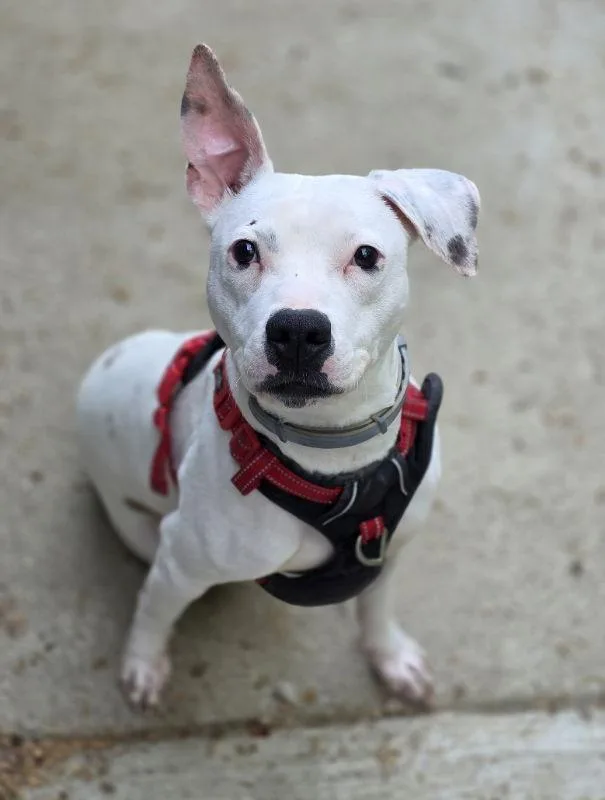 Patty Cakes thumbnail 2