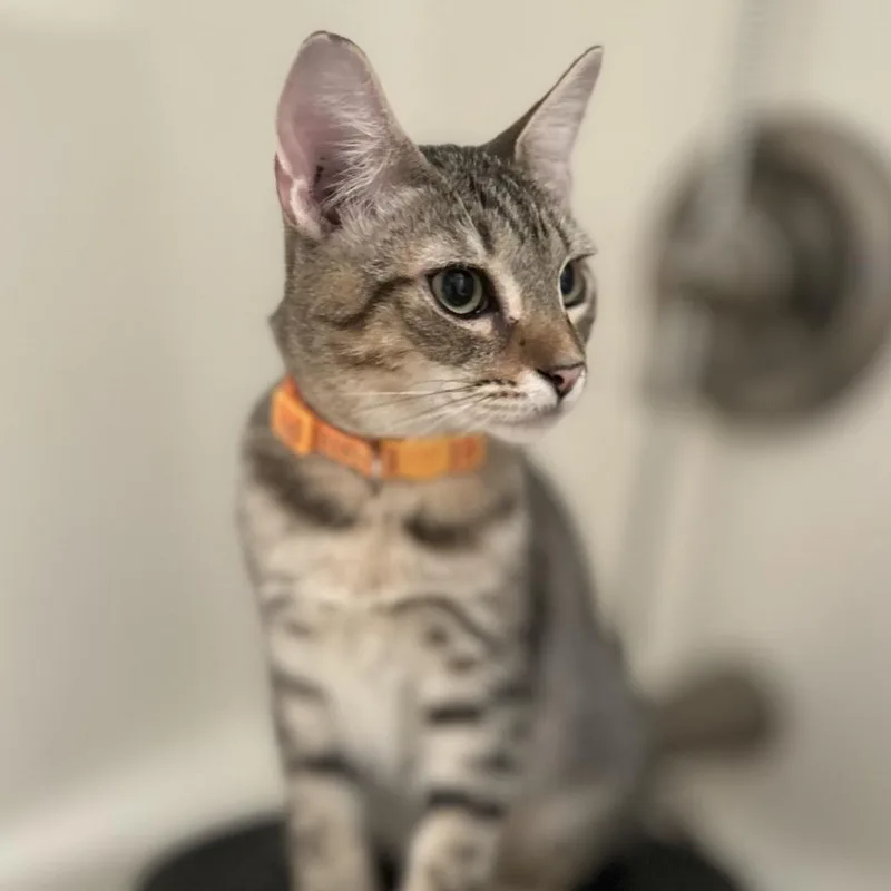 A baby small-sized male Brown / Chocolate Domestic Short Hair cat named Walter for adoption in Philadelphia, PA