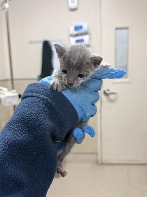 A baby small-sized male Domestic Short Hair cat named Kiko for adoption in Riverside, CA