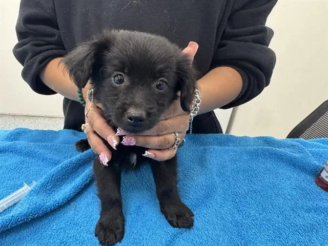 Gizmo