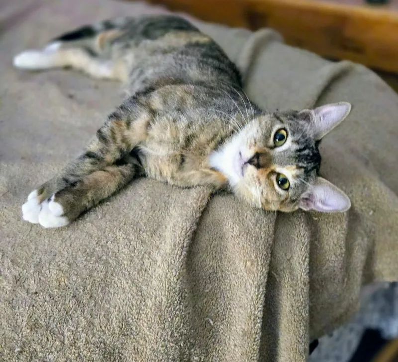 A young medium-sized female Tabby cat named Everly for adoption in Spring, TX