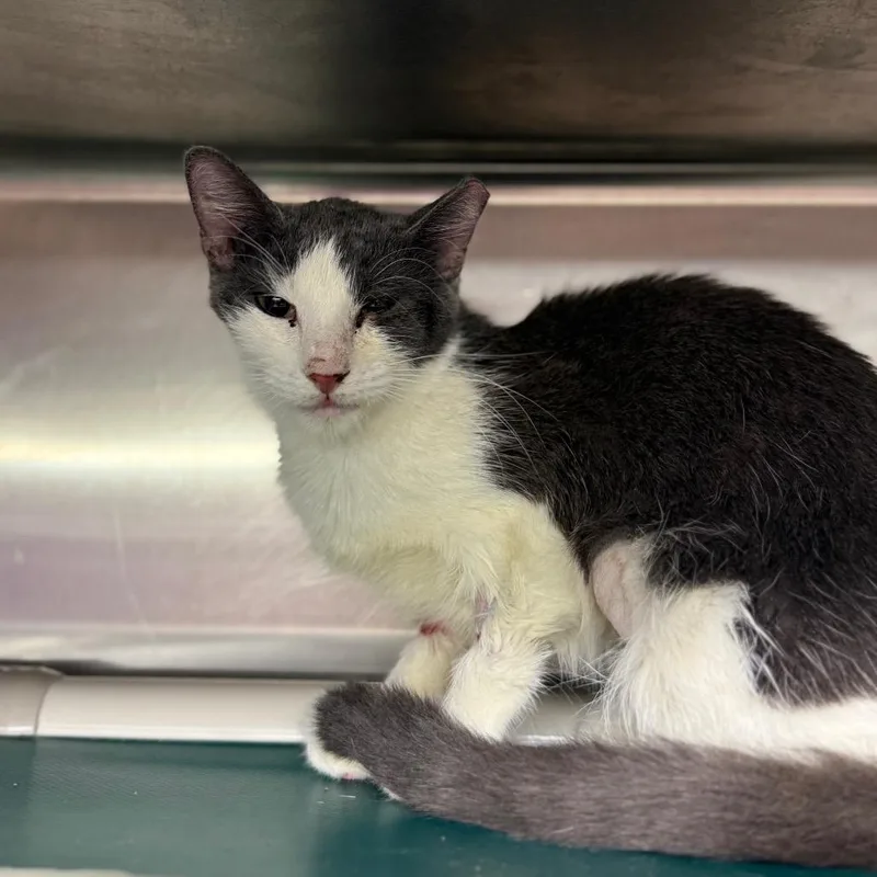 A young small-sized female White Domestic Short Hair cat named Maeve for adoption in Pauls Valley, OK
