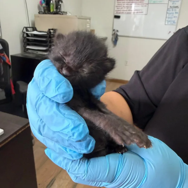 A baby small-sized female Black Domestic Short Hair cat named Val for adoption in Edinburg, TX