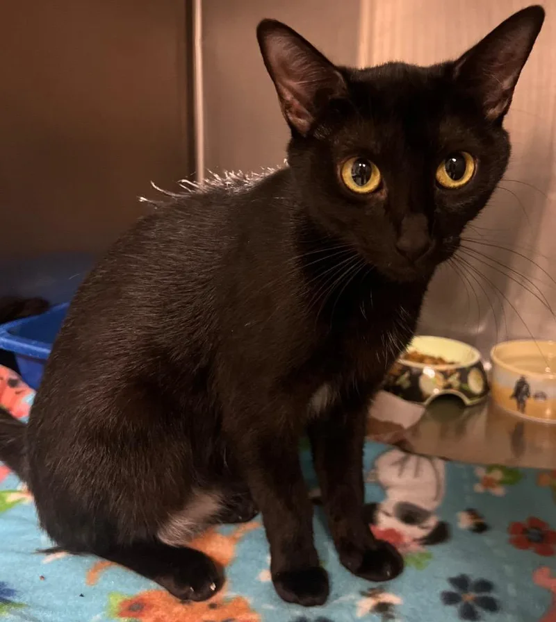 A young small-sized female Domestic Short Hair cat named Ravyn for adoption in Ocala, FL
