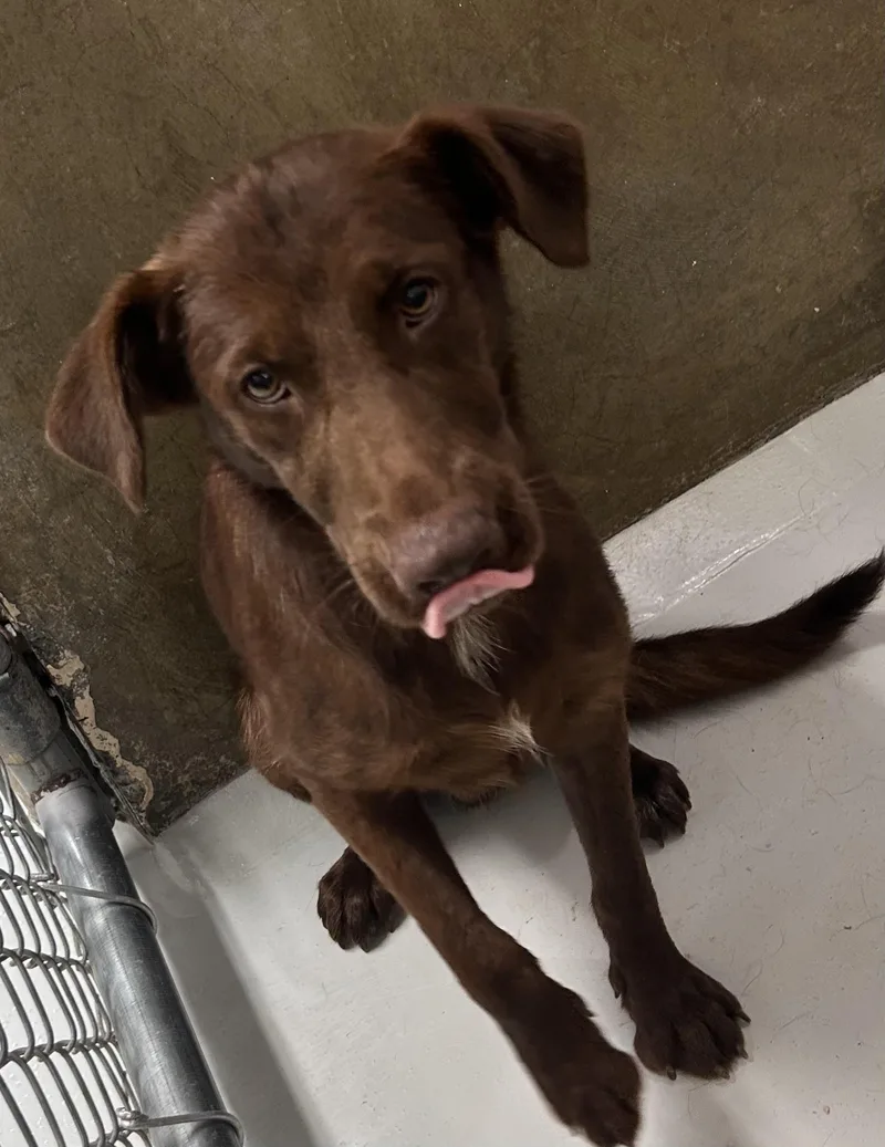 A young medium-sized male Brown / Chocolate German Longhaired Pointer dog named Brownie for adoption in Germanton, NC