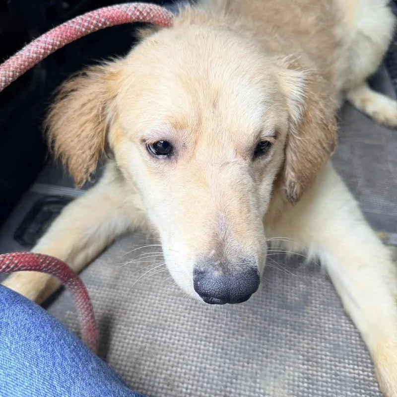 An adult medium-sized male Golden Retriever dog named Canyon for adoption in Fosters, AL