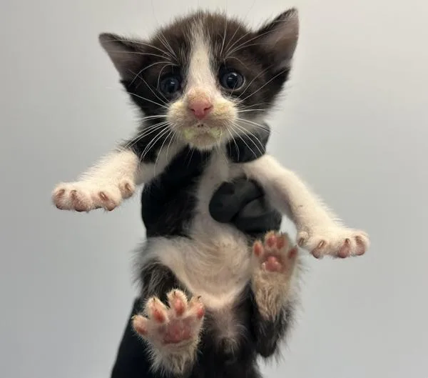A baby small-sized male Domestic Short Hair cat named Nucleus for adoption in San Diego, CA
