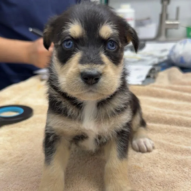 A baby small-sized female Chihuahua dog named Luna for adoption in Chico, CA