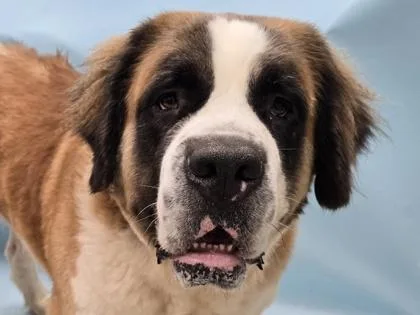 An adult large-sized female Saint Bernard dog named Ingrid for adoption in Golden Valley, MN