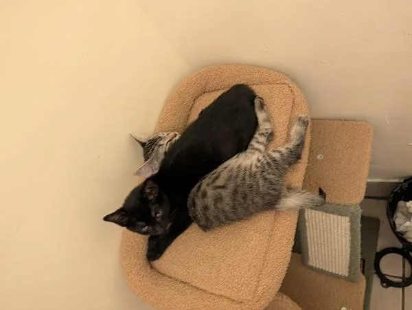 A baby small-sized female Domestic Short Hair cat named Buttercup for adoption in Ridgewood, NY