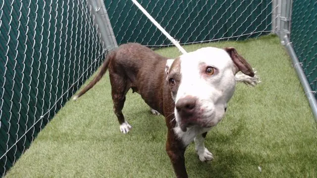A senior medium-sized female Pit Bull Terrier dog named Fatu for adoption in Downey, CA